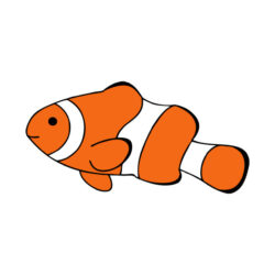 Clownfish Drawing Realistic Sketch