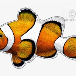 Clownfish Drawing Stunning Sketch