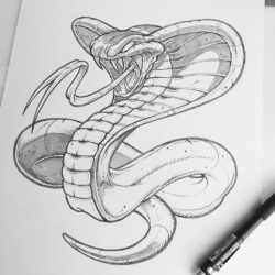 Cobra Drawing Artistic Sketching