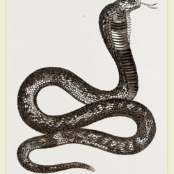 Cobra Drawing Intricate Artwork