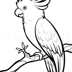 Cockatoo Drawing