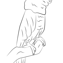 Cockatoo Drawing Amazing Sketch