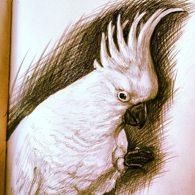 Cockatoo Drawing Artistic Sketching