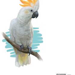 Cockatoo Drawing Detailed Sketch