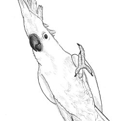 Cockatoo Drawing Fine Art