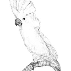 Cockatoo Drawing Hand drawn Sketch