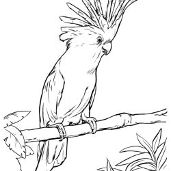 Cockatoo Drawing Image