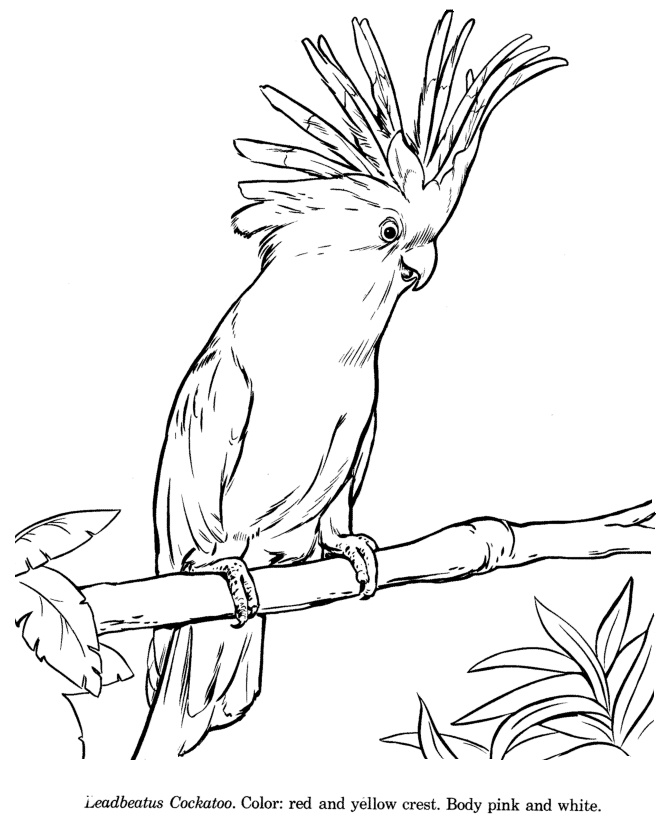 Cockatoo Drawing Image