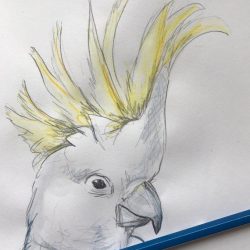 Cockatoo Drawing Intricate Artwork