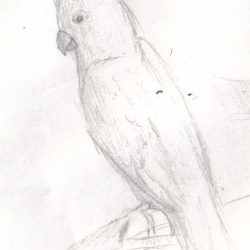 Cockatoo Drawing Modern Sketch