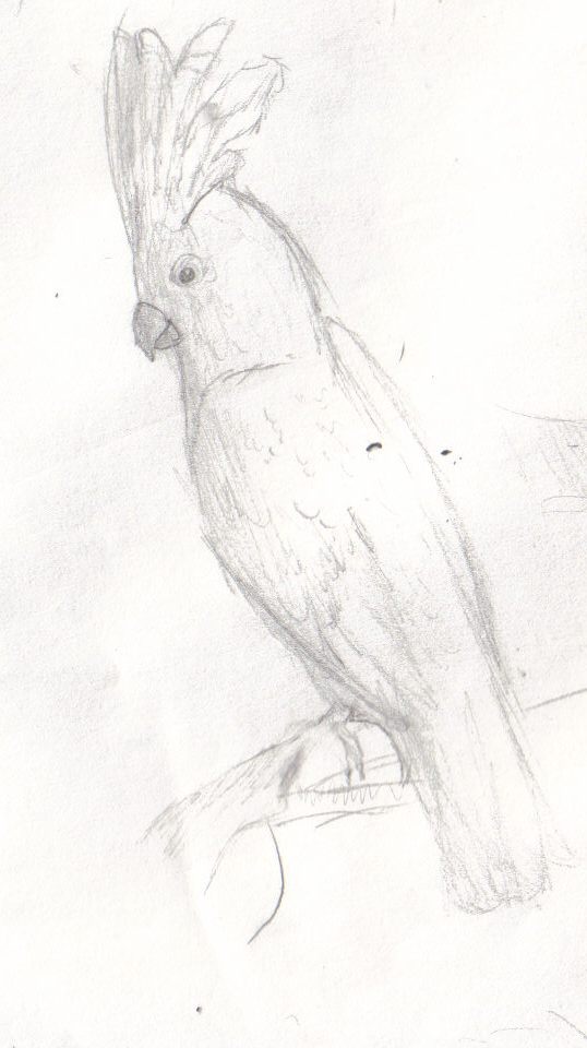 Cockatoo Drawing Modern Sketch