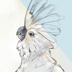 Cockatoo Drawing Photo