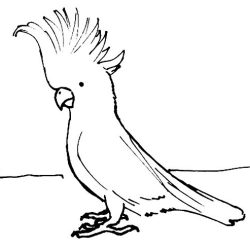 Cockatoo Drawing Picture