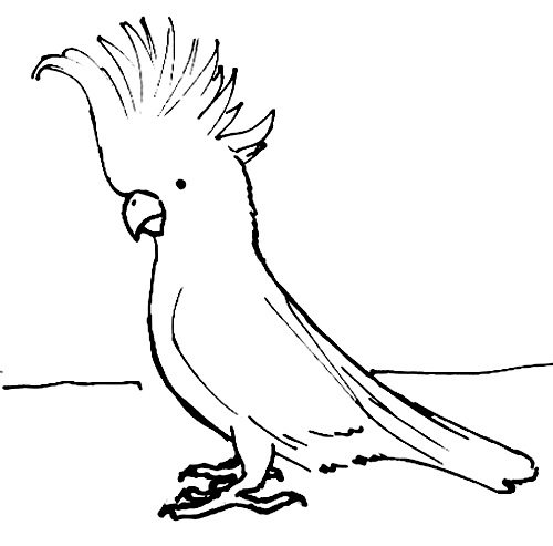 Cockatoo Drawing Picture