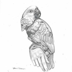 Cockatoo Drawing Professional Artwork