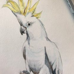 Cockatoo Drawing Realistic Sketch