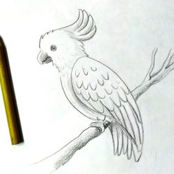 Cockatoo Drawing Sketch