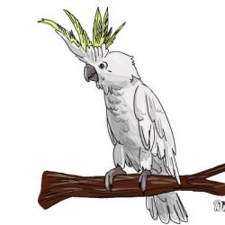 Cockatoo Drawing Stunning Sketch