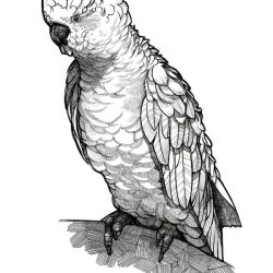 Cockatoo Drawing Unique Art