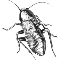 Cockroach Drawing Art