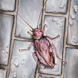 Cockroach Drawing Detailed Sketch