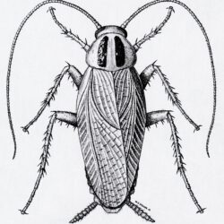 Cockroach Drawing Fine Art