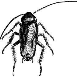 Cockroach Drawing Hand Drawn Sketch