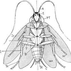 Cockroach Drawing Image