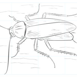 Cockroach Drawing Intricate Artwork