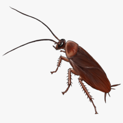 Cockroach Drawing Modern Sketch