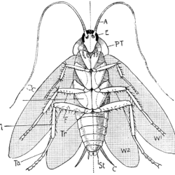 Cockroach Drawing Photo