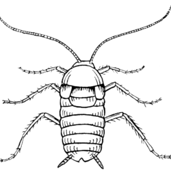 Cockroach Drawing Professional Artwork