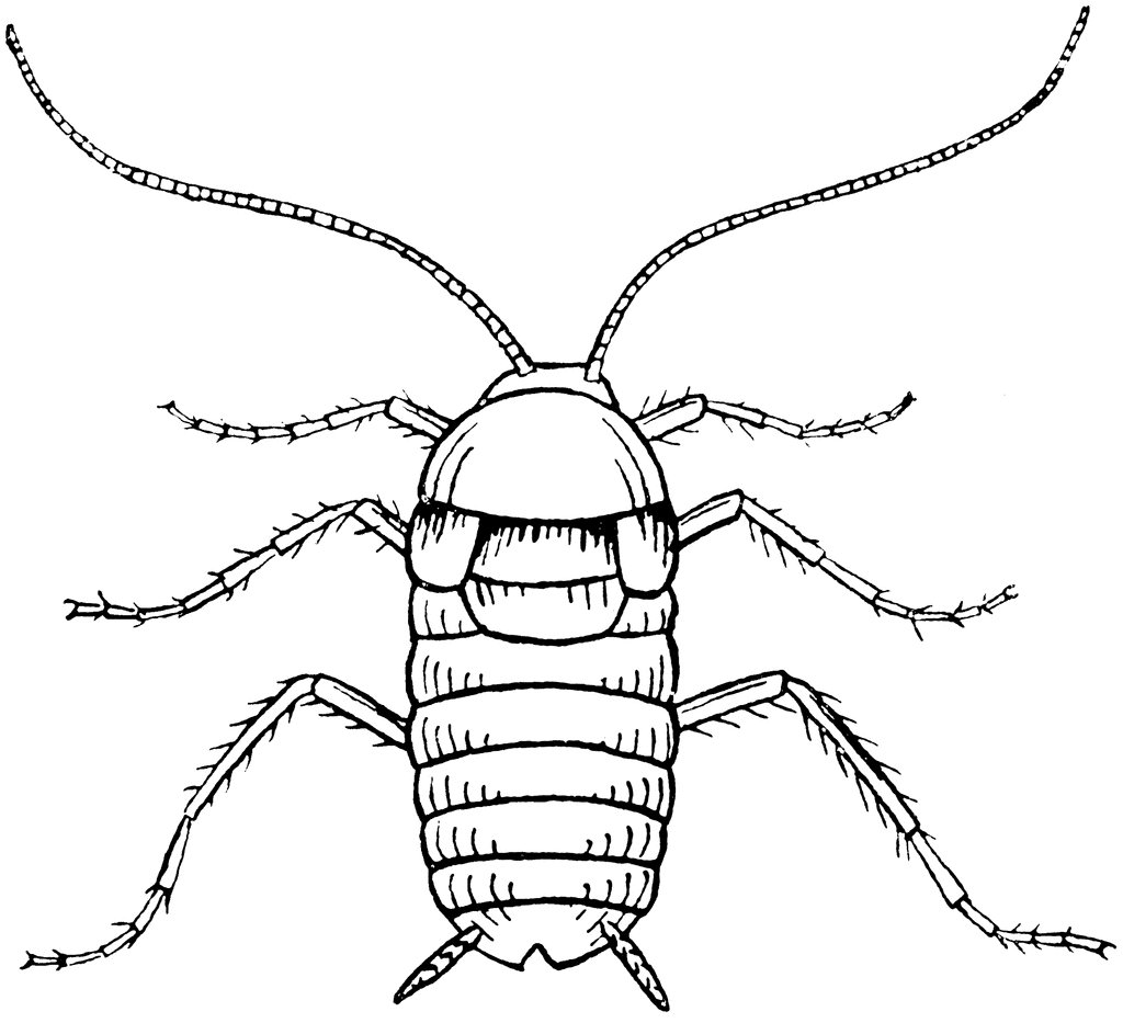 Cockroach Drawing Professional Artwork