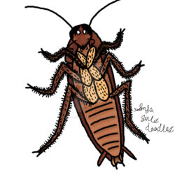 Cockroach Drawing Realistic Sketch