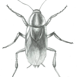 Cockroach Drawing Unique Art