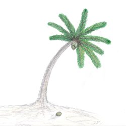 Coconut Tree Drawing