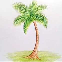 Coconut Tree Drawing Intricate Artwork