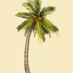 Coconut Tree Drawing Modern Sketch