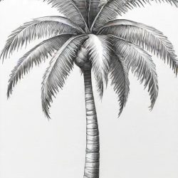 Coconut Tree Drawing Sketch Picture