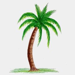 Coconut Tree Drawing Stunning Sketch