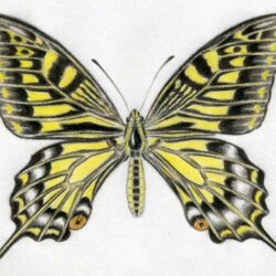 Color Butterfly Drawing Artistic Sketching