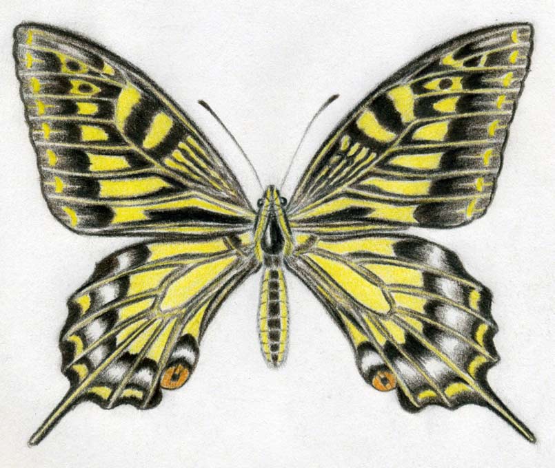 Color Butterfly Drawing Artistic Sketching