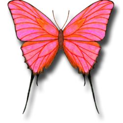 Color Butterfly Drawing Creative Style