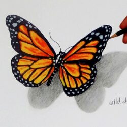 Color Butterfly Drawing Hand Drawn Sketch