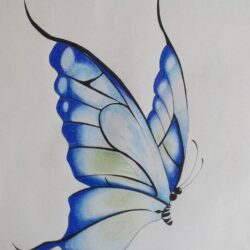 Color Butterfly Drawing Sketch