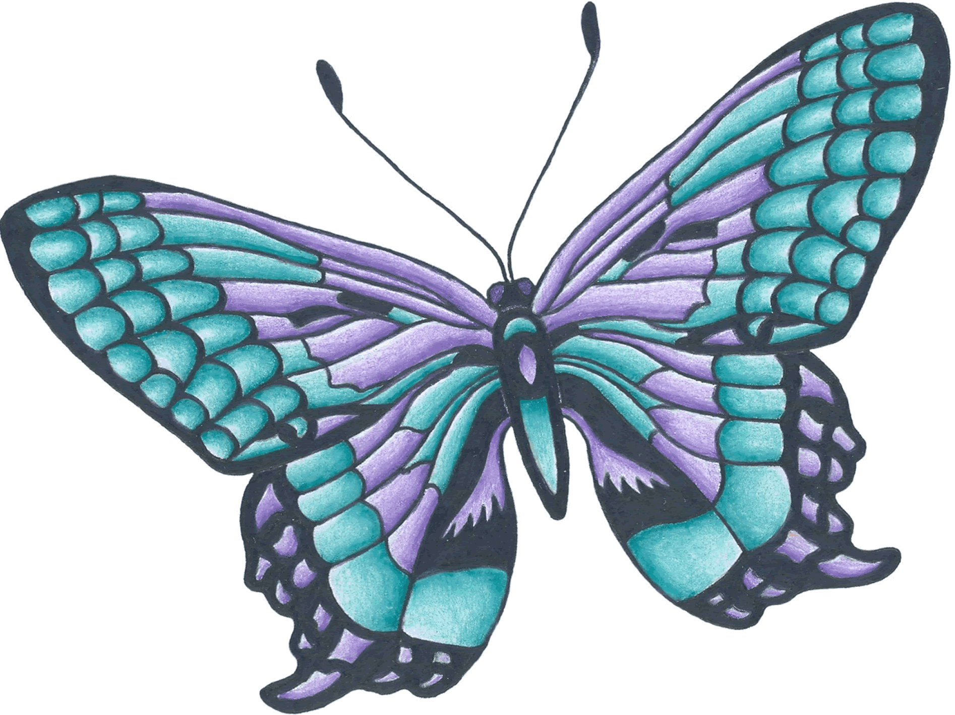 Color Butterfly Drawing Stunning Sketch
