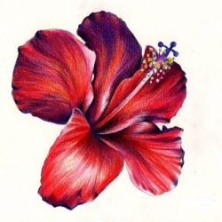 Colorful Flowers Drawing Artistic Sketching