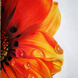 Colorful Flowers Drawing Detailed Sketch