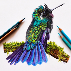 Colorful Hummingbird Drawing Art