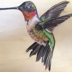 Colorful Hummingbird Drawing Artistic Sketching